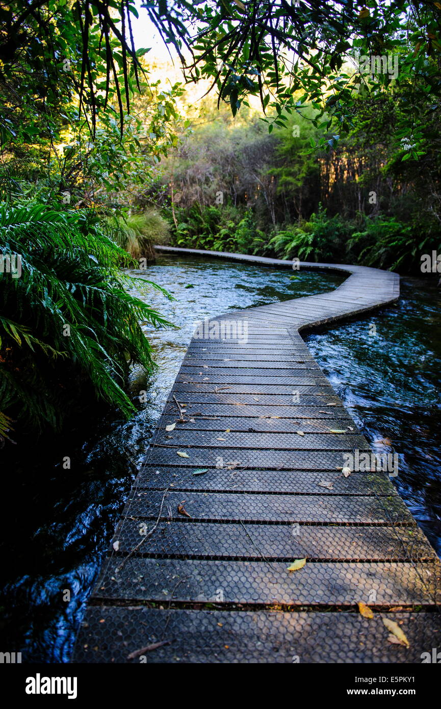 Te Waikoropupu molle, la più chiara sorgenti d'acqua dolce al mondo, Takaka, Golden Bay, Isola del Sud, Nuova Zelanda Foto Stock