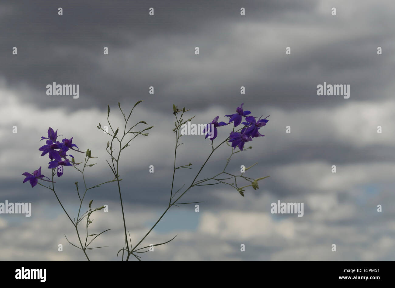 Ramoscello larkspur selvatico (Delphinium) fiori viola a sfondo con cielo nuvoloso Foto Stock