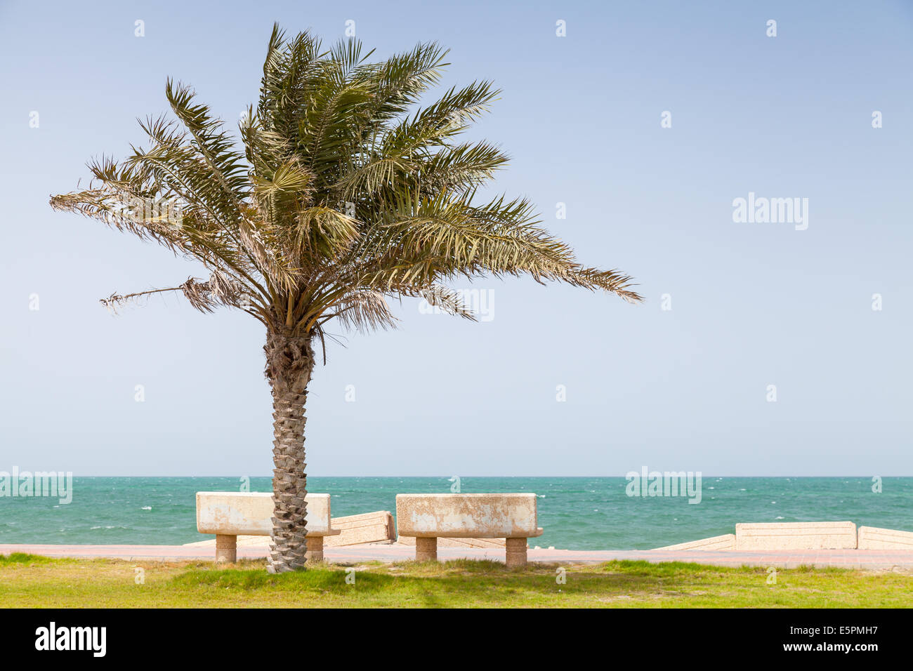 Palm sulla costa del Golfo Persico, Arabia Saudita Foto Stock