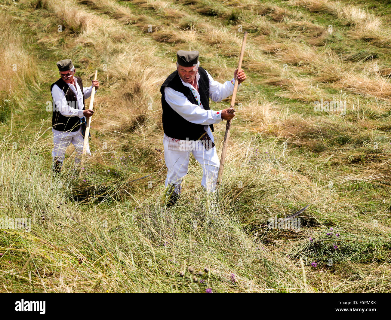 Tradizionale la falciatura di erba sulla montagna vicino Rajac Ljig, Serbia Foto Stock