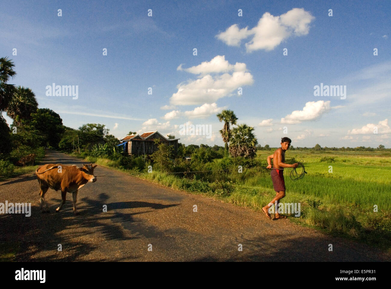 Contadino con una mucca vicino ad esempio Kampi. Kratie. Kratié o Kraches è una provincia (khaet) della Cambogia si trova nel nord-est. Confina S Foto Stock