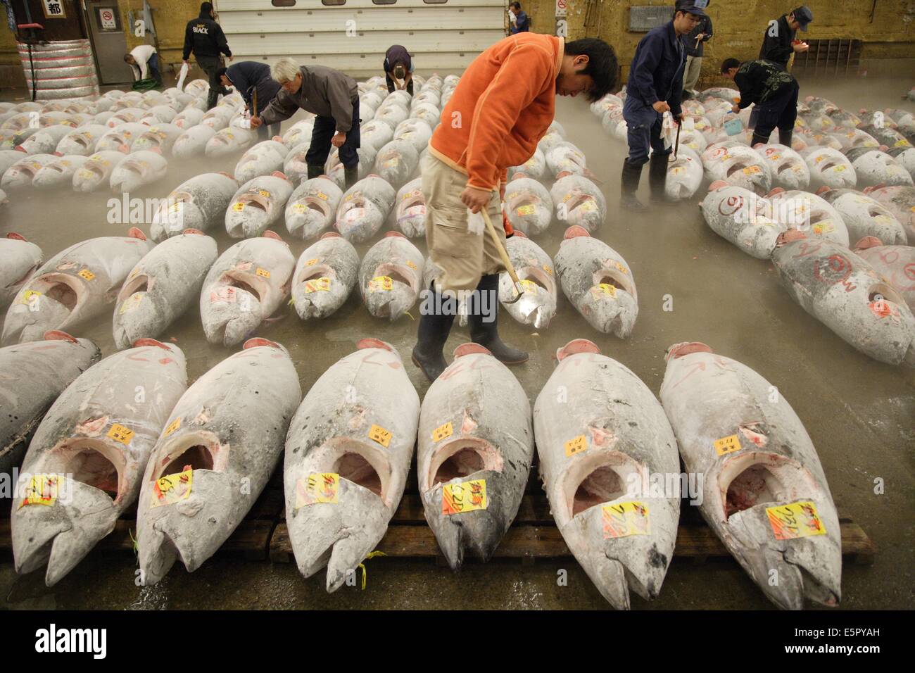 Tonno congelato il pesce in vendita presso il mercato del pesce di Tsukiji, Tokyo, Giappone. Il controllo di qualità prima della vendita. Foto Stock