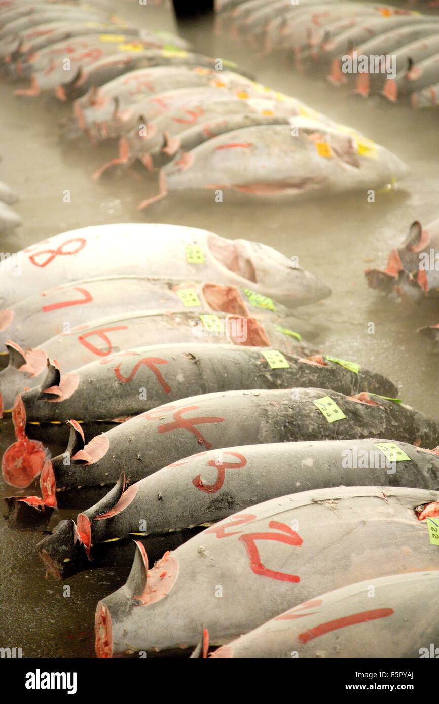 Tonno congelato il pesce in vendita presso il mercato del pesce di Tsukiji, Tokyo, Giappone. Foto Stock