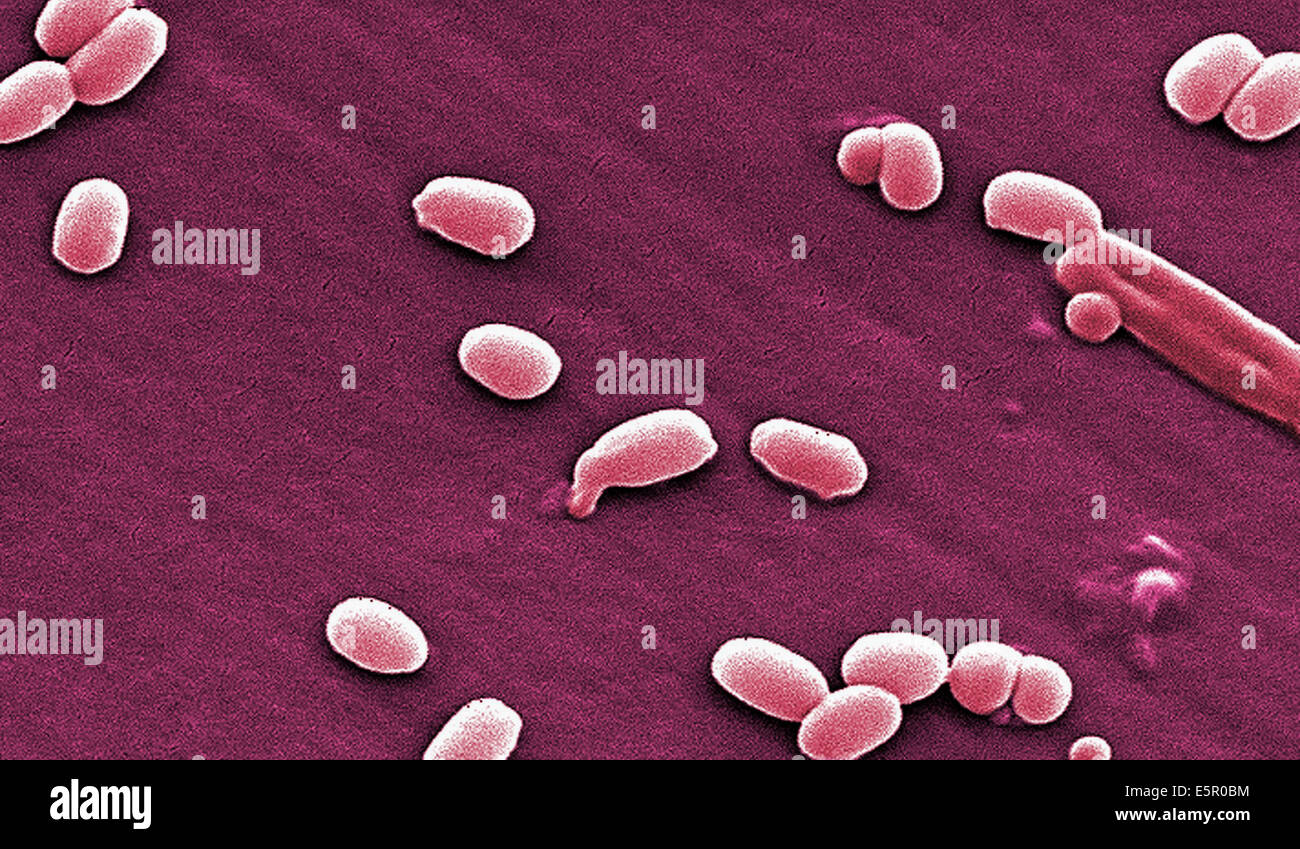 Spore dei batteri immagini e fotografie stock ad alta risoluzione - Alamy