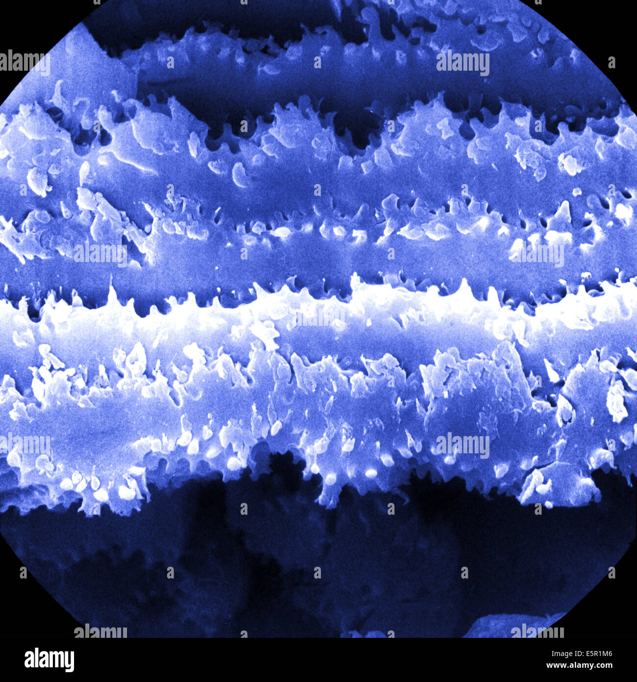 Scanning electron microfotografia (SEM) della struttura interna del cristallino, fatta di cellule allungate, ingrandimento 3000x. Foto Stock