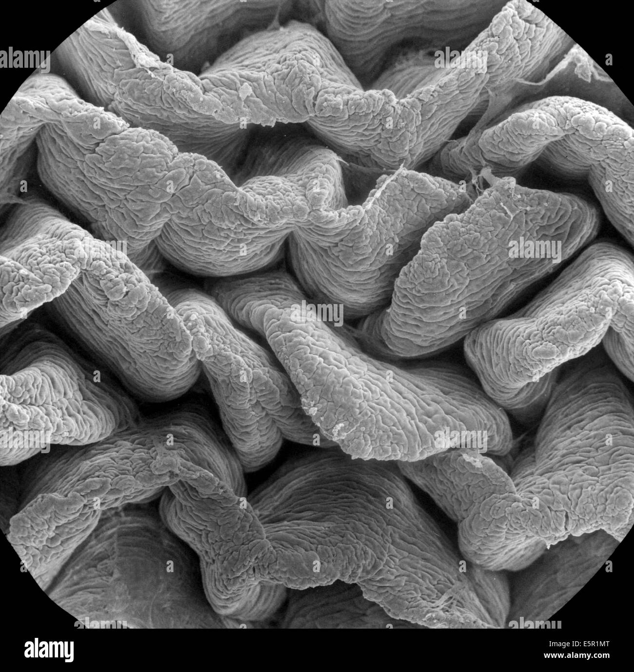 Micrografia al microscopio elettronico a scansione (SEM) di un assorbente di cellule epiteliali che la superficie del piccolo intestino, mostra Foto Stock