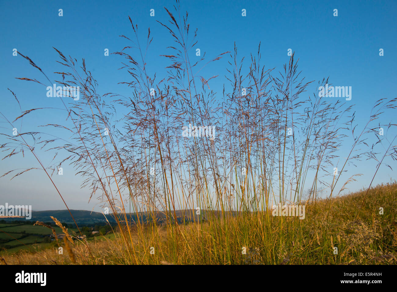 Erba selvatica sulle pendici del Bromlow Callow, Shropshire, Inghilterra, Regno Unito Foto Stock