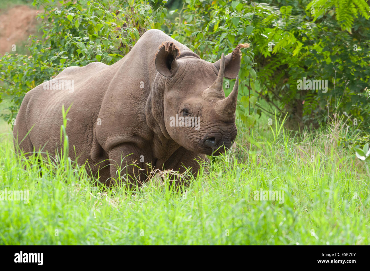Rinoceronte ceratotherum ( ) Foto Stock