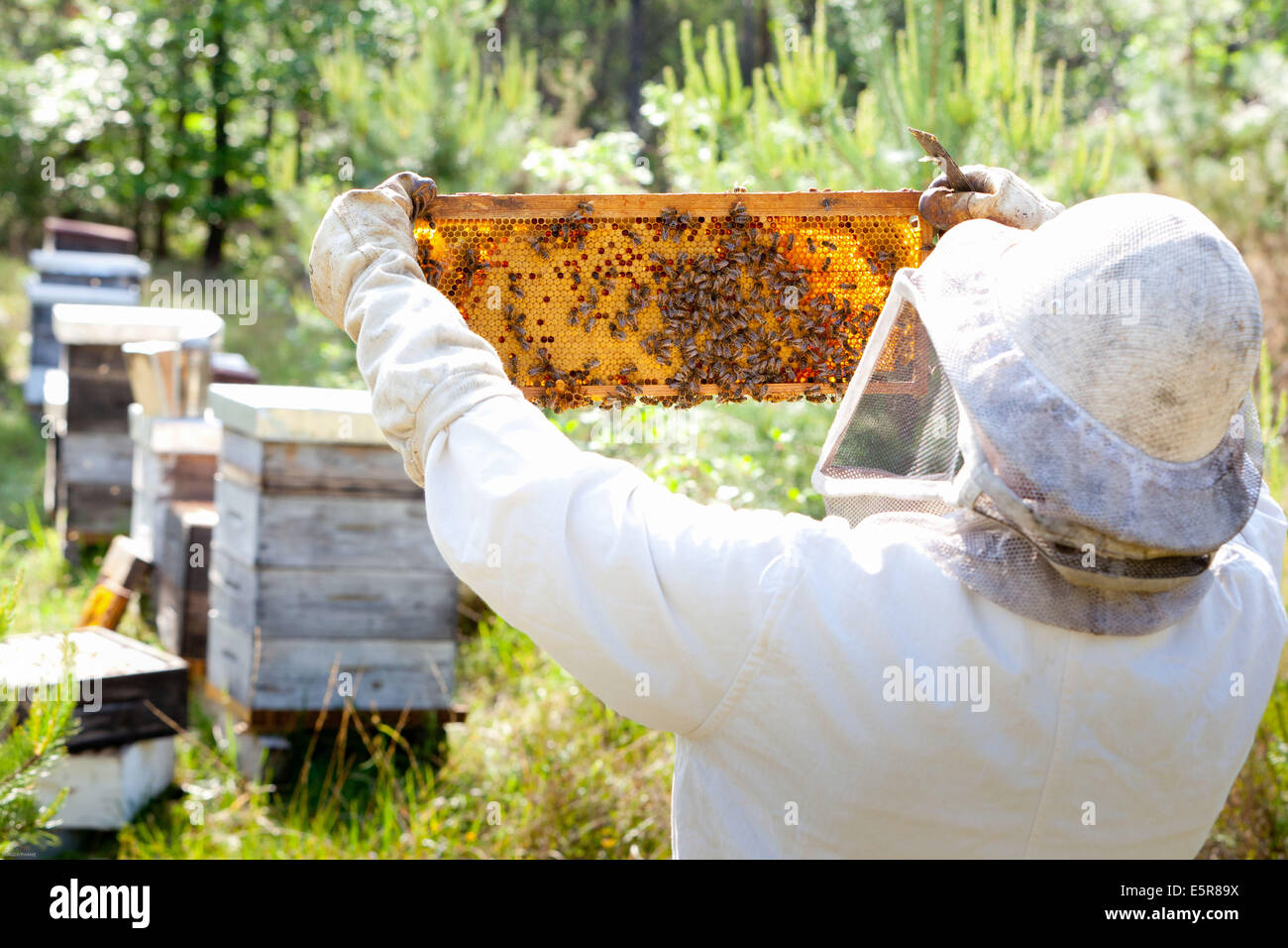 Apicoltore femmina, la produzione di miele in Dordogne, sud della Francia. Foto Stock