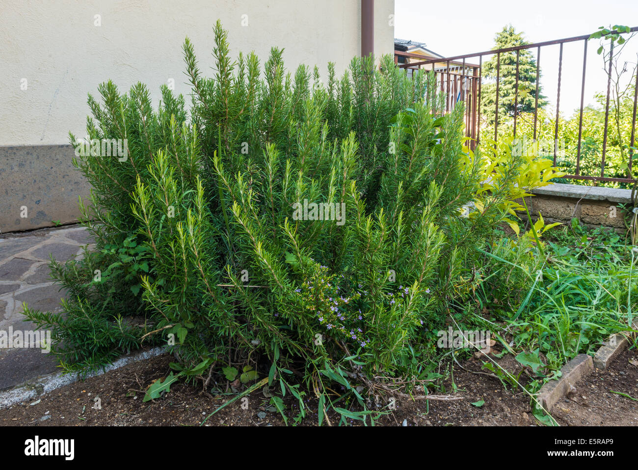 Un buon profumo bush di rosmarino in giardino con piccoli fiori Foto Stock