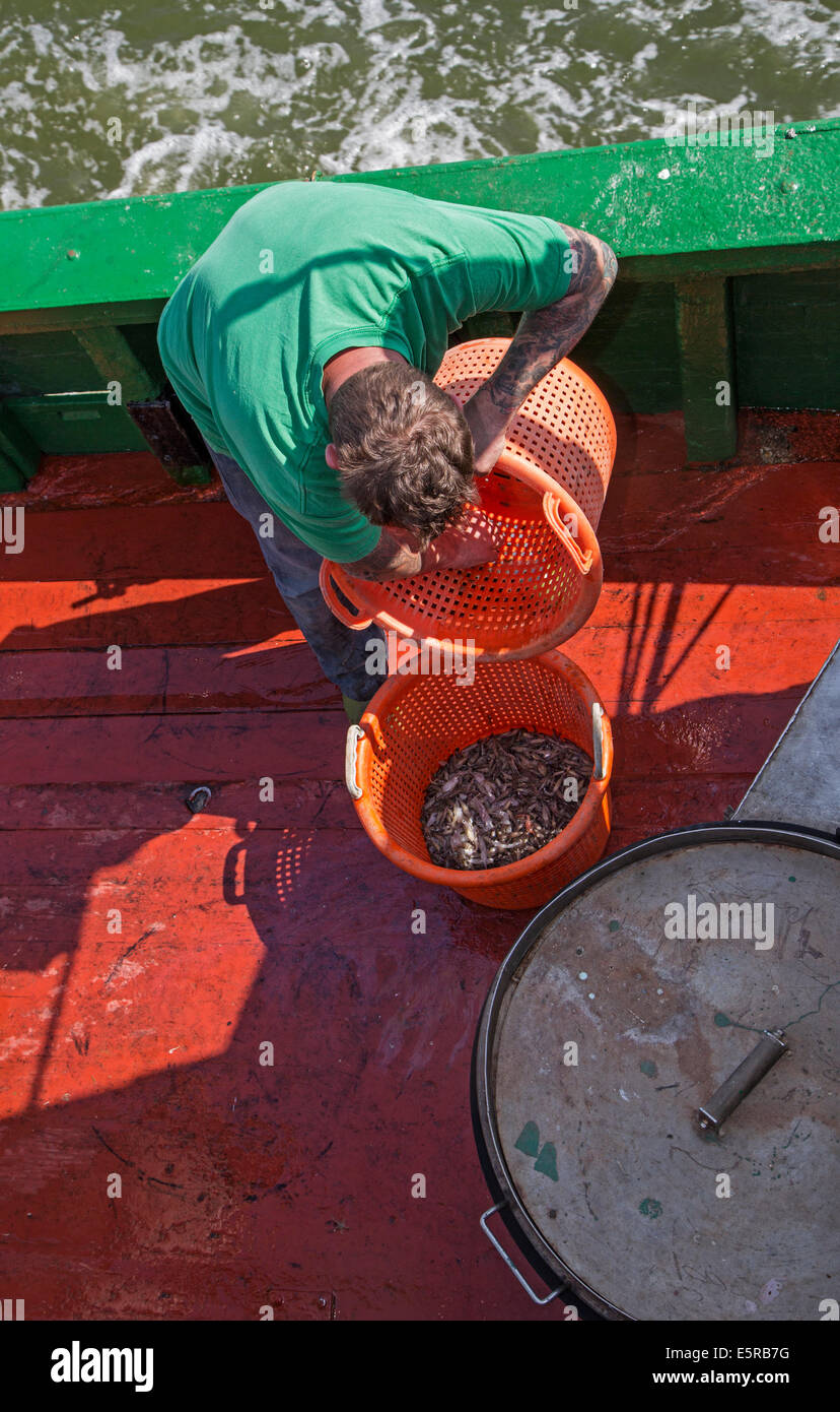 Pescatore che lavora a bordo di gamberi di pesca dalla barca per i gamberetti grigi del Mare del Nord Foto Stock