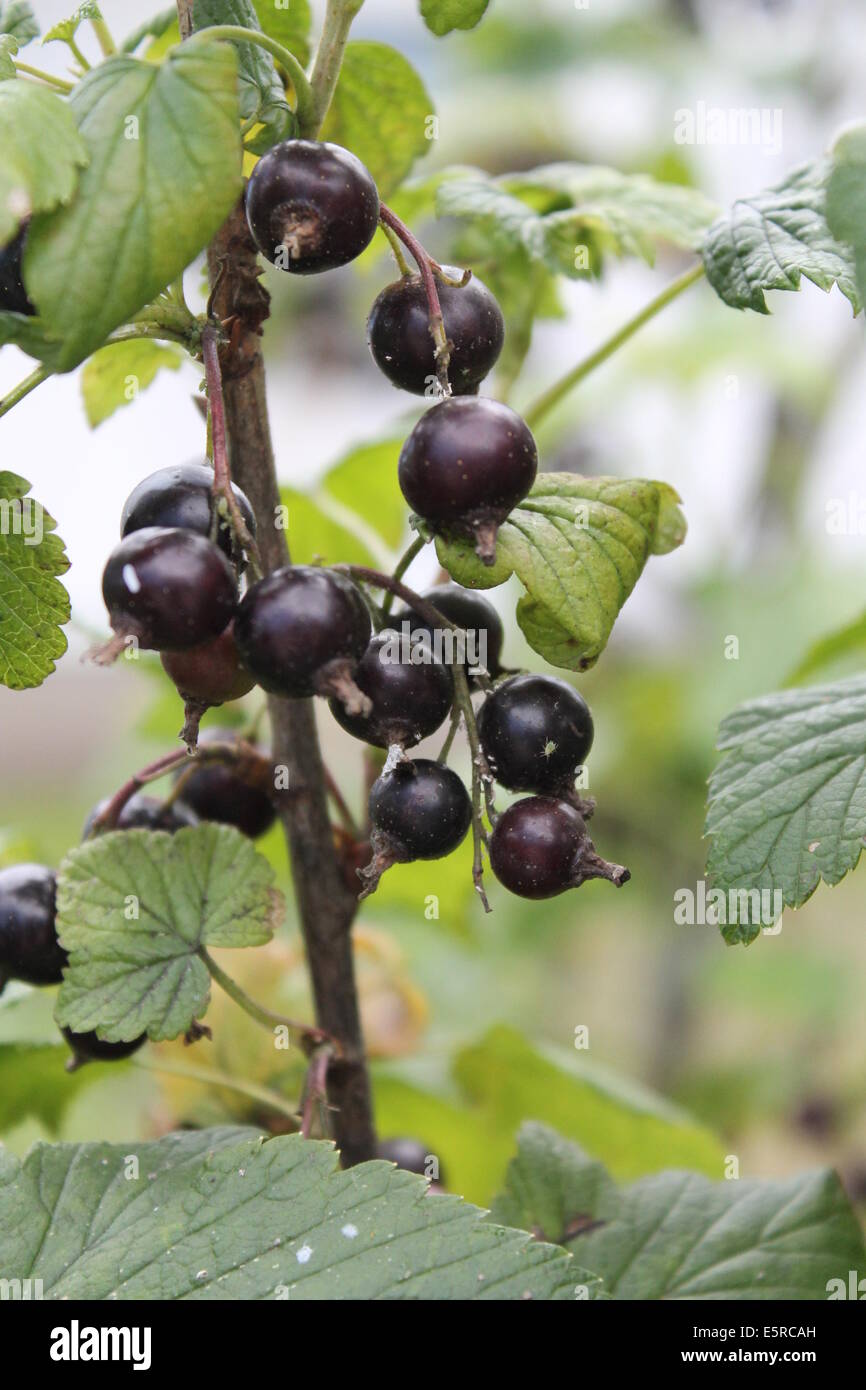 Grande nero bacche di ribes giardino crescono sulla boccola con foglie di colore verde Foto Stock