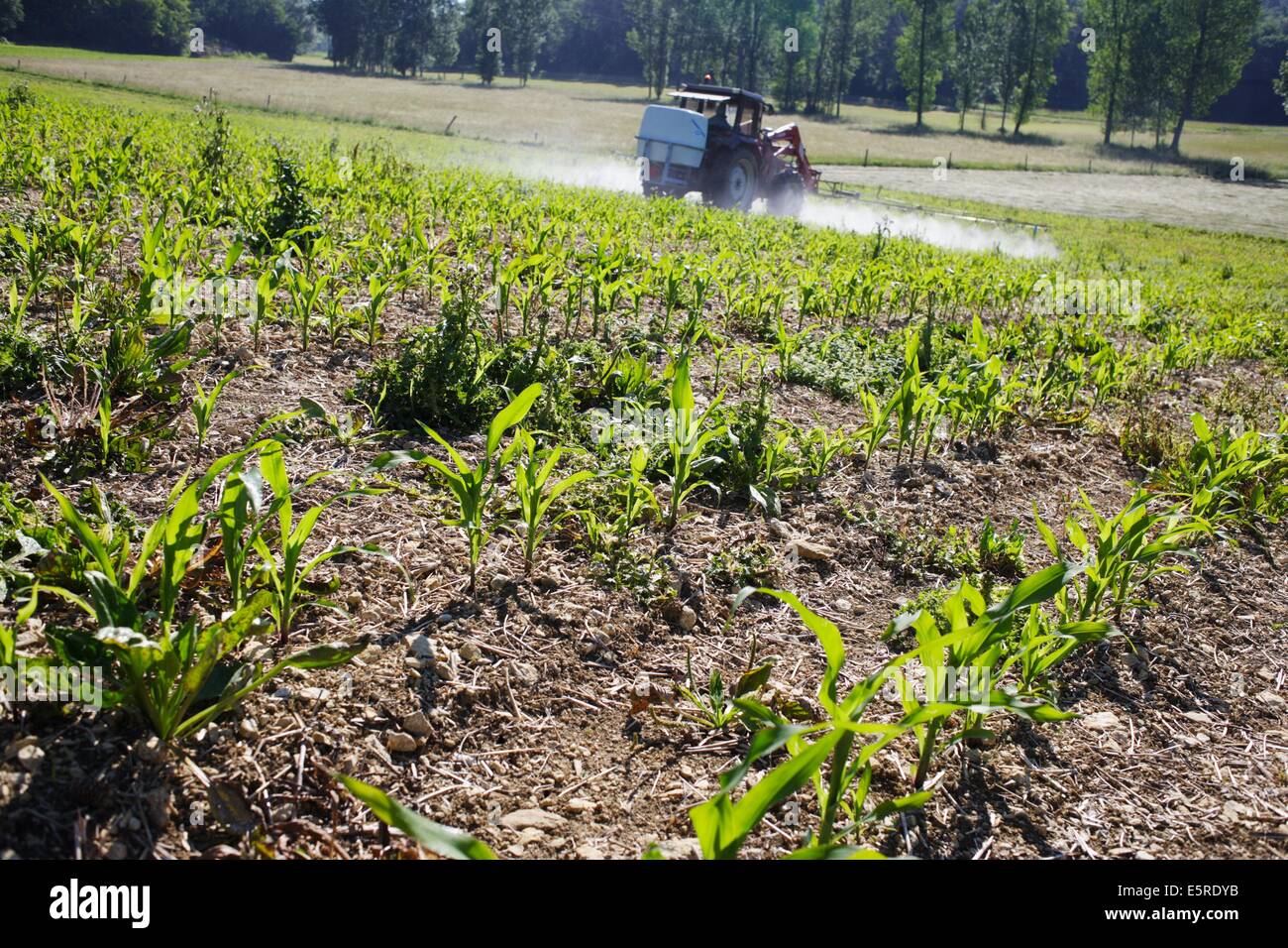 Agricoltore la spruzzatura di sostanze chimiche sui campi di mais, questo agricoltore utilizza pratiche agricole sostenibili in utilizzando una quantità ragionevole di ingressi Foto Stock