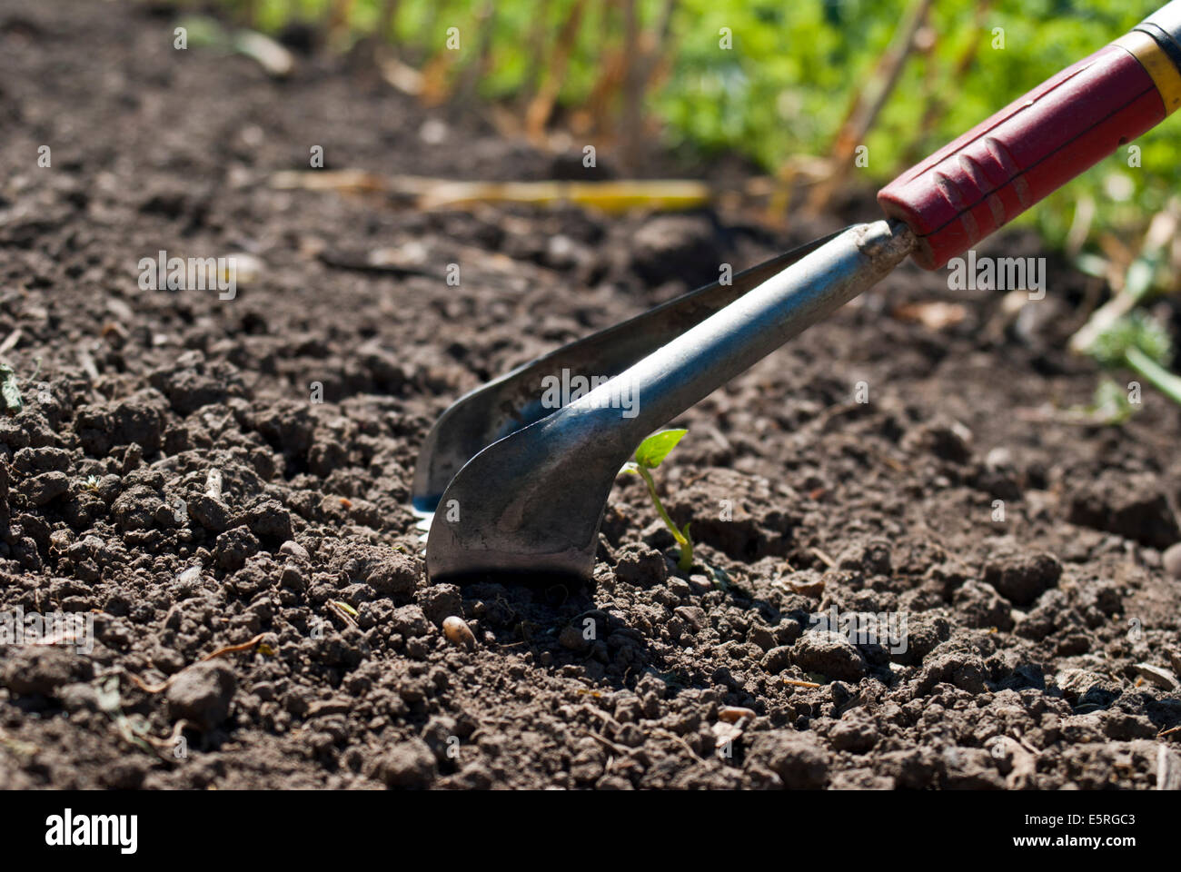 Staffa hoe weeder, coltivando l'attrezzo Foto Stock