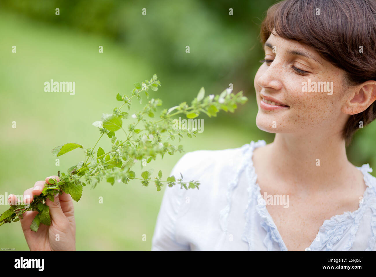 Donna picking melissa dal giardino. Foto Stock