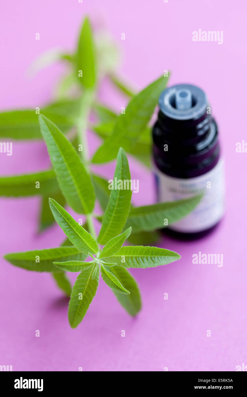Bottiglia di verbena olio essenziale. Foto Stock