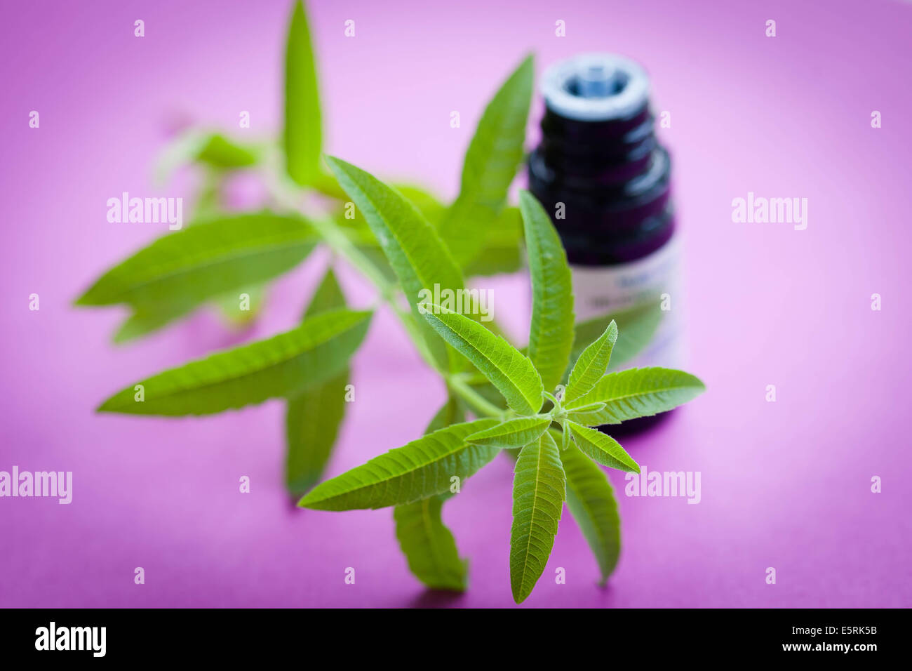 Bottiglia di verbena olio essenziale. Foto Stock