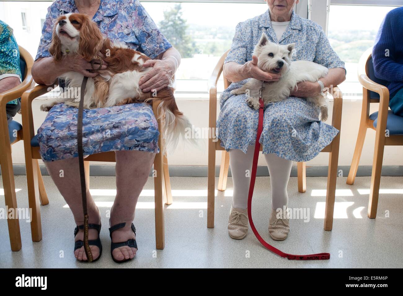 Associazione dei cani addestrati ai visitatori di visitare i malati e gli anziani; Workshop che corrono da insegnanti volontari e personale del Foto Stock