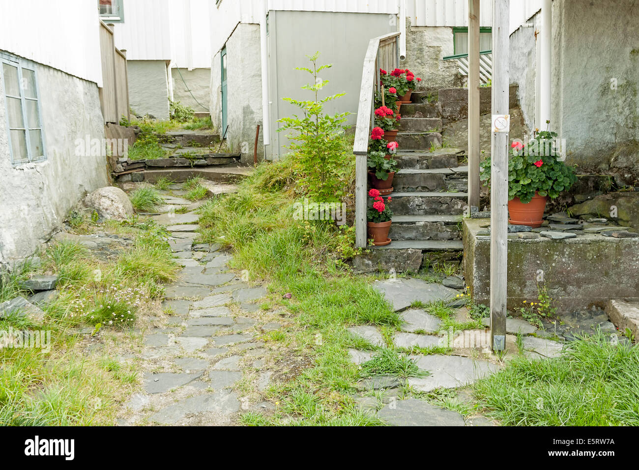 Rosso dei gerani in un vicolo sulla isola di Åstol, Tjörn comune, Bohuslän, Västra Götaland Iän, Svezia e Scandinavia. Foto Stock