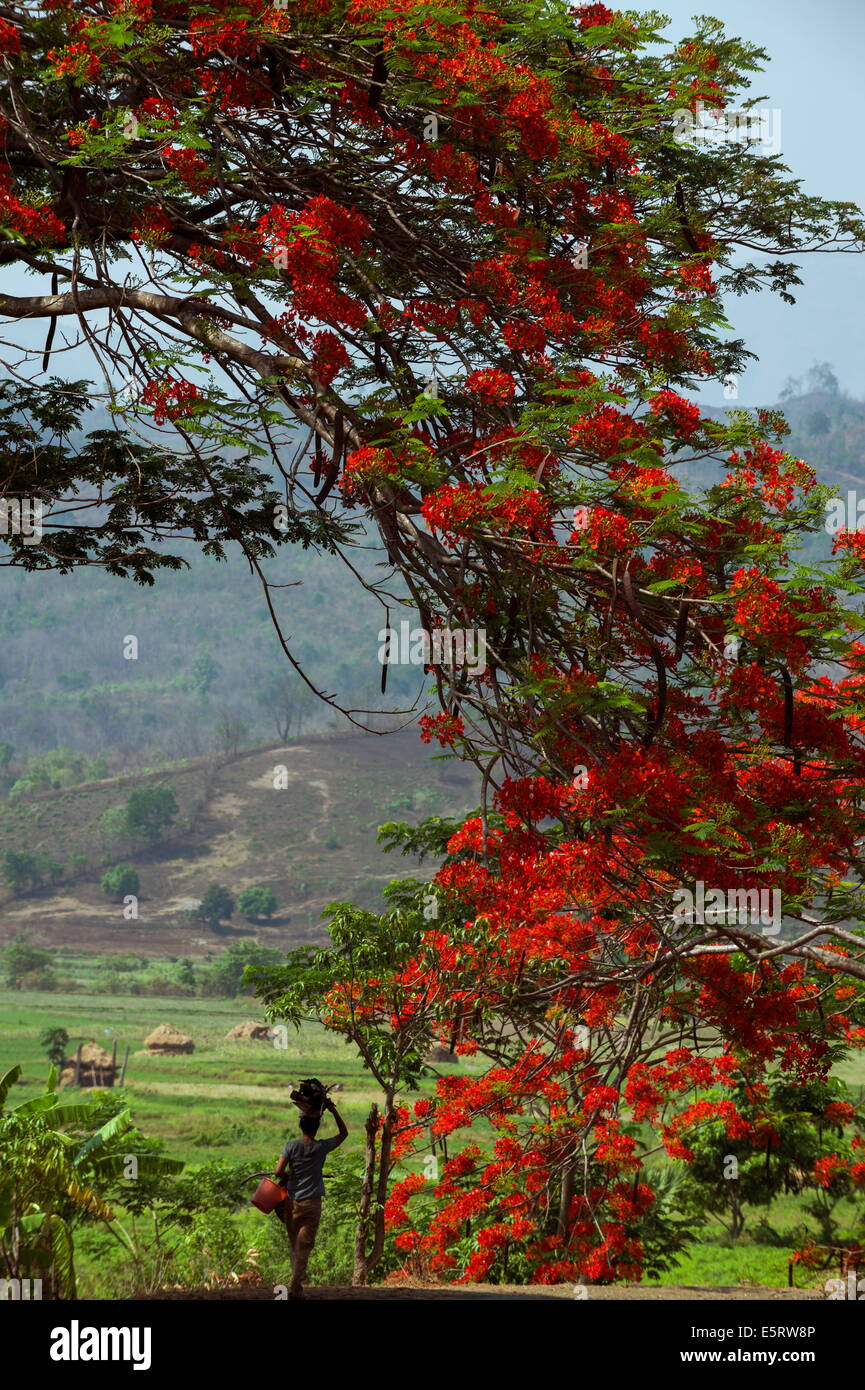 Flame Tree, vicino Kangyi, Magway Divisione, Myanmar. Foto Stock