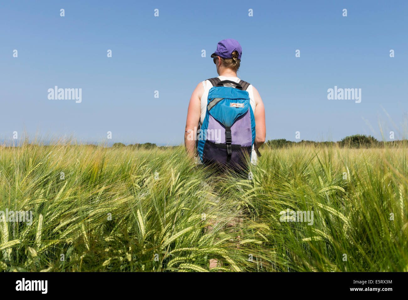 Il camminatore femmina camminando su un sentiero pubblico attraverso un campo di grano in Inghilterra REGNO UNITO Foto Stock