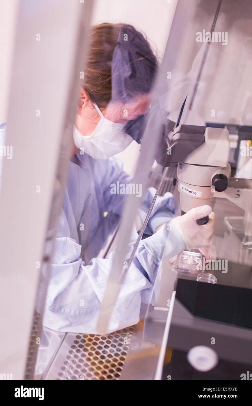 Osservazione del fluido follicolare contenenti oociti, la Procreazione Medicalmente Assistita laboratorio, (CECOS), l'ospedale di Bordeaux, Foto Stock
