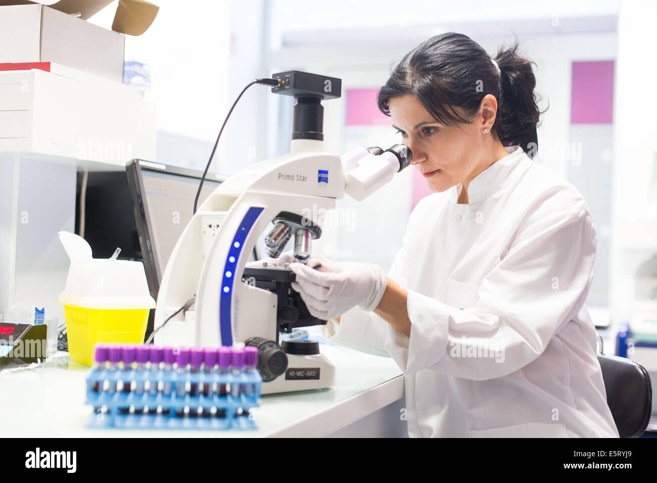Tecnico femminile utilizzando un microscopio a luce per lo studio di striscio di sangue in un laboratorio di analisi mediche Foto Stock