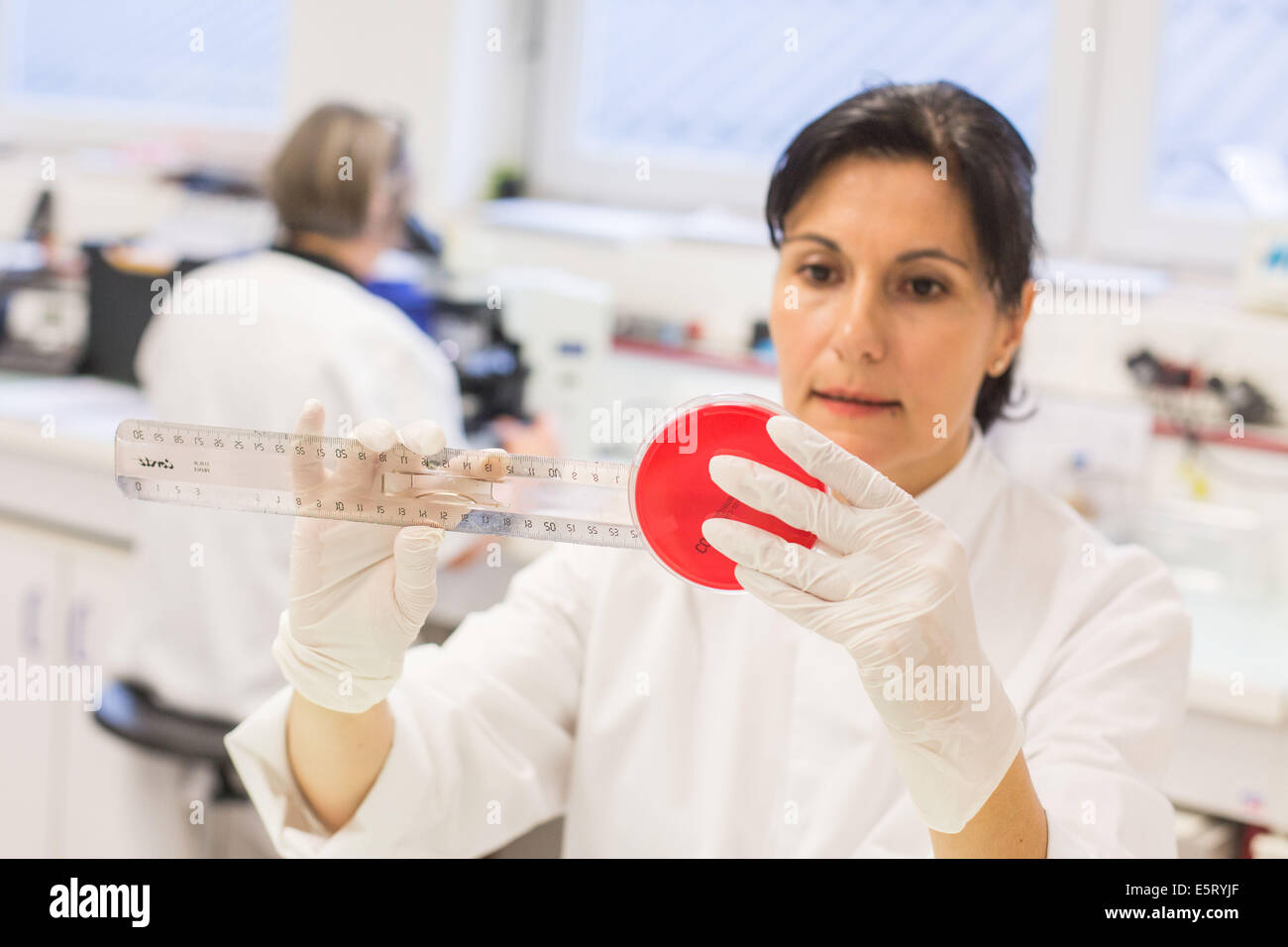 Tecnico femminile la misurazione di una coltura batterica in una capsula di petri in un laboratorio di analisi mediche Foto Stock