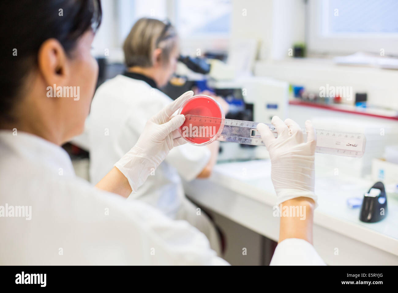 Tecnico femminile la misurazione di una coltura batterica in una capsula di petri in un laboratorio di analisi mediche Foto Stock