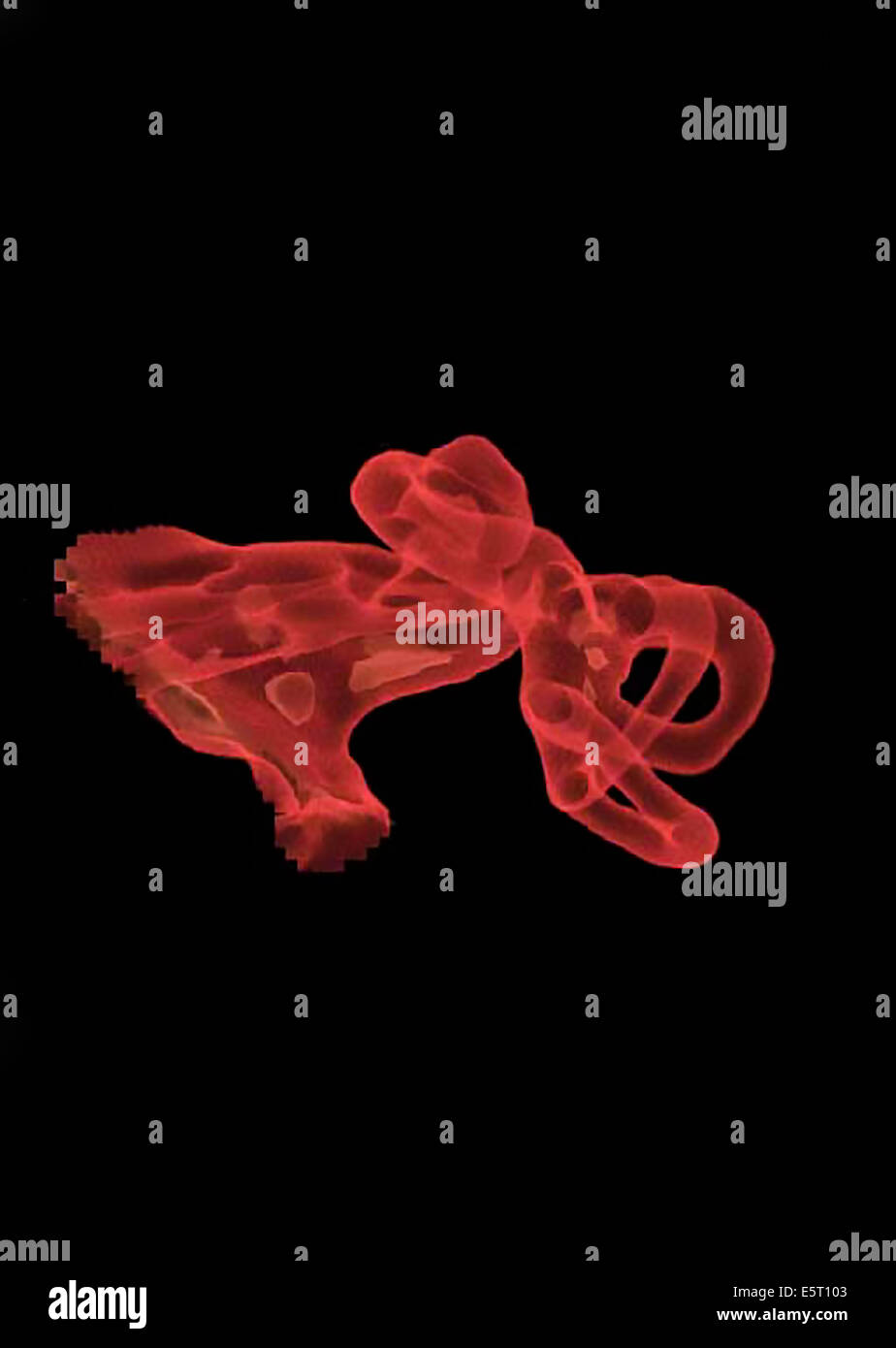 Sezione assiale del labirinto membranoso dell'orecchio interno, è composto di utricle, saccule semicircolare e canali e la Foto Stock