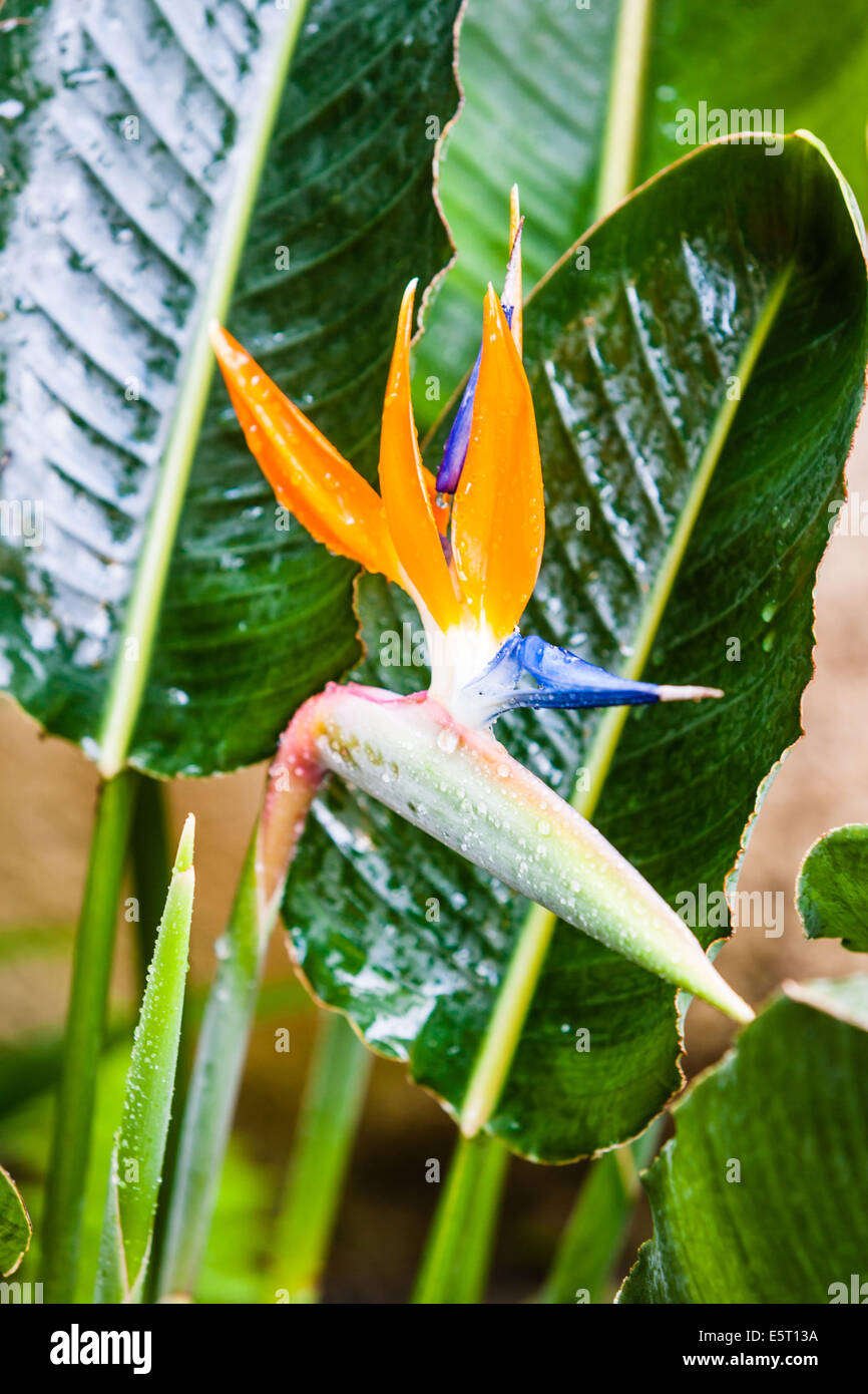 Uccello del paradiso (Strelitzia reginae). Foto Stock