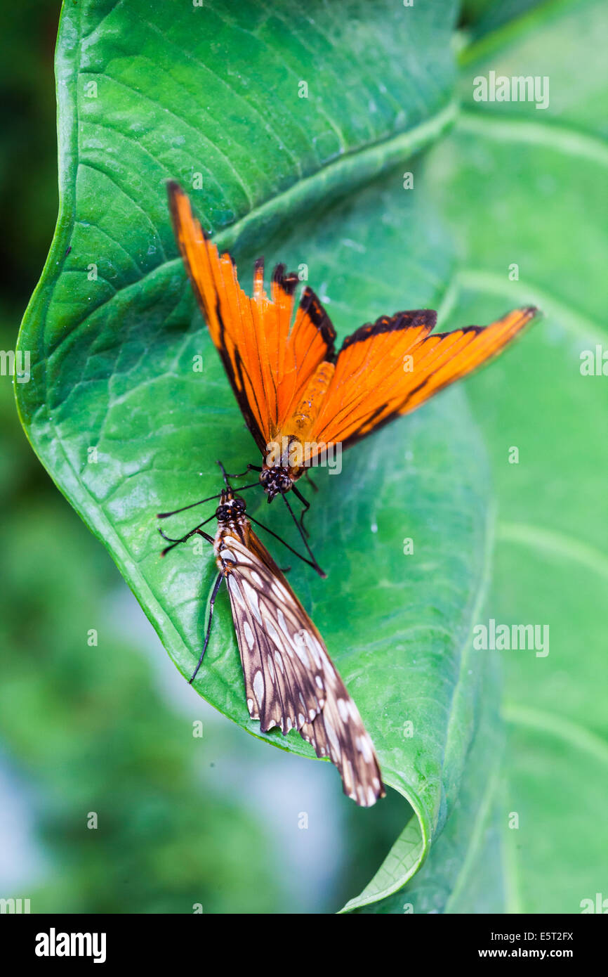 Farfalle su una foglia. Foto Stock