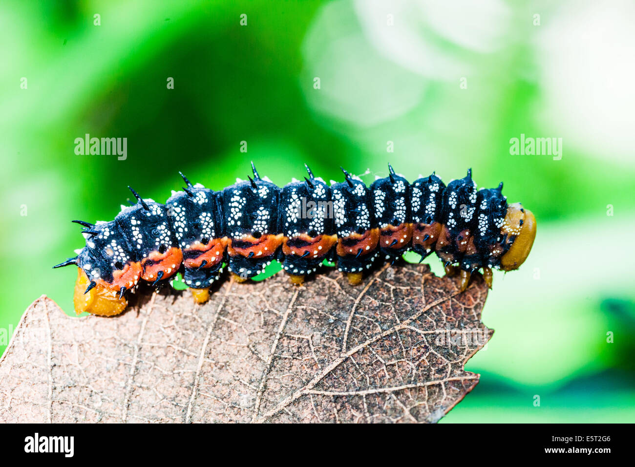 Caterpillar su una foglia. Foto Stock