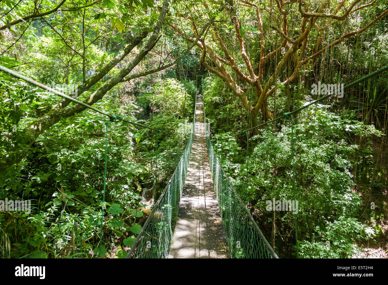 Ponte di sospensione in una foresta pluviale, Guatemala. Foto Stock