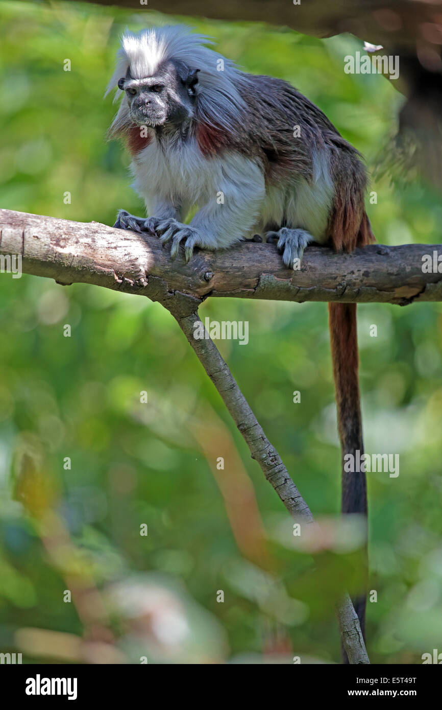 Un cotone-top tamarin, Sanguinus Edipo, appollaiato su un ramo Foto Stock