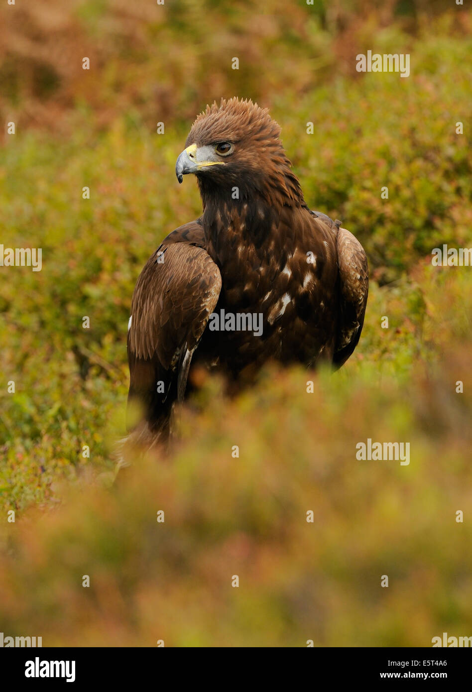 Golden Eagle, nel mezzo di autunno vegetazione colorata in mostra il suo fiero o angriness mettendo la corona di piume Foto Stock