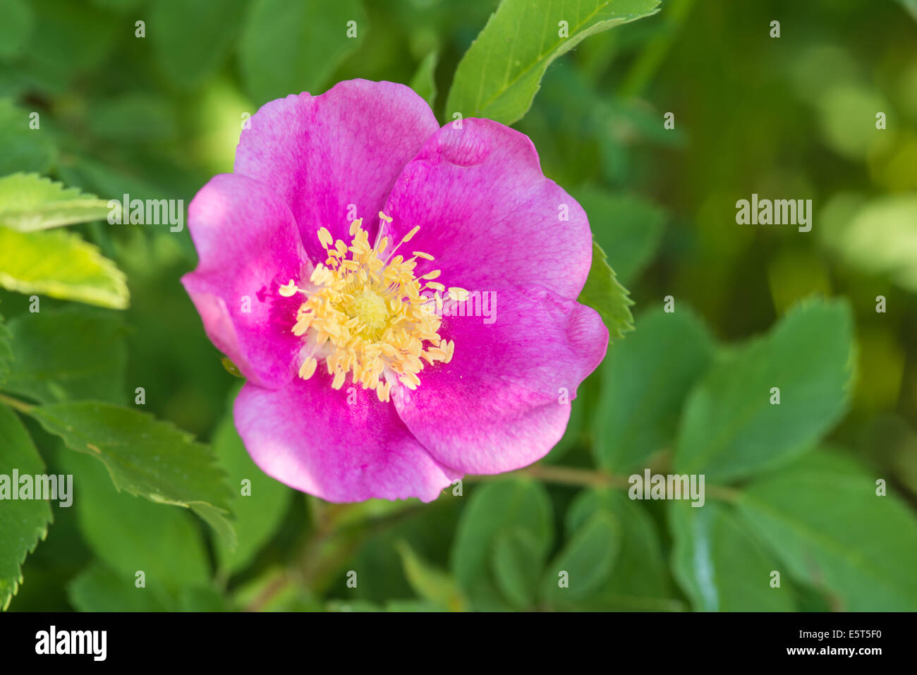 Rosa selvatica, Rosa acicularis, crescendo accanto a una zona boschiva, Wagner Bog Area Naturale, Alberta Foto Stock