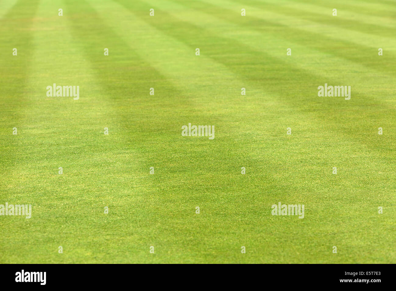 Accuratamente preparato l'erba su un campo di bocce Foto Stock