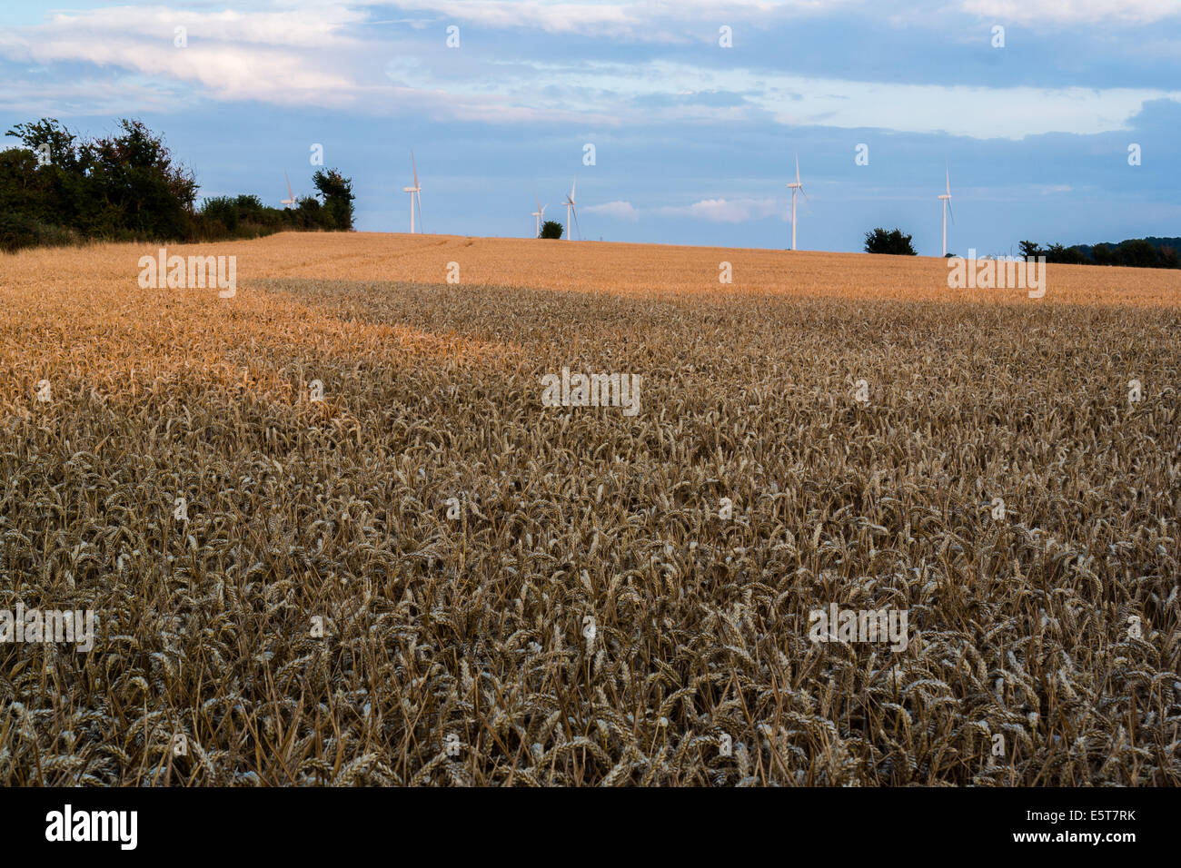 Le turbine eoliche in un campo di grano, Bedfordshire, Regno Unito Foto Stock