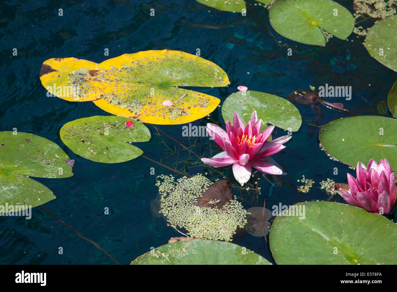 Fioritura di ninfee galleggianti su stagno nella zona est di Londra Foto Stock