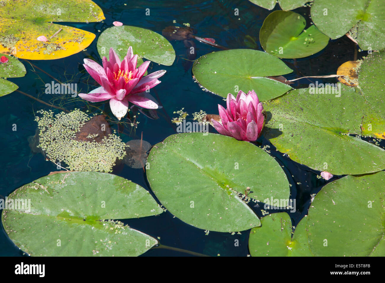 Fioritura di ninfee galleggianti su stagno nella zona est di Londra Foto Stock