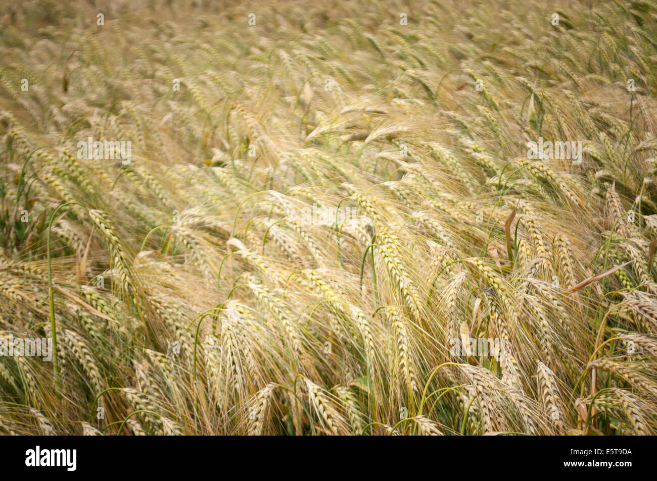 La segala raccolto nel Limburgo, Belgio Foto Stock