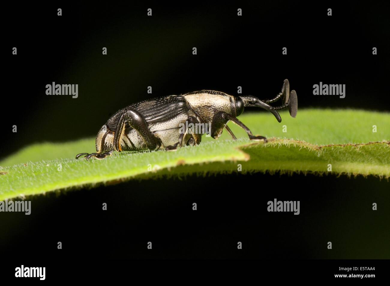 Il curculione è un tipo di scarabeo dalla superfamiglia Curculionoidea. Curculionidae è la famiglia del "vero" curculioni Foto Stock