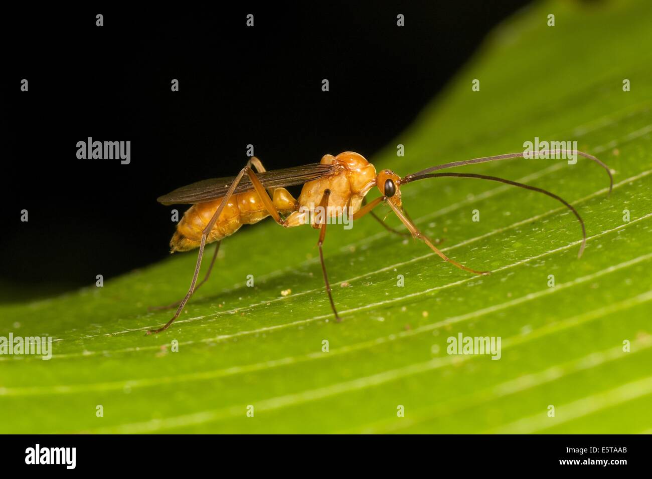Il Ichneumonidae sono una famiglia entro la fine imenotteri. Insetti di questa famiglia sono comunemente chiamati ichneumon vespe. Foto Stock