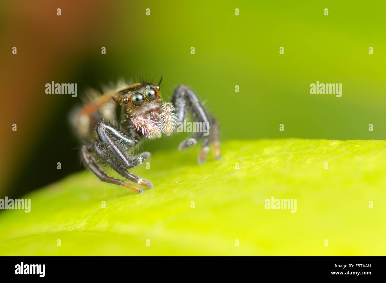 Il jumping spider (Famiglia Salticidae) contiene più di 500 descritto generi e circa 5.000 specie descritta, rendendo il Foto Stock