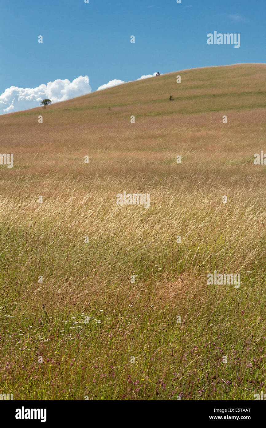 Meravigliosamente tranquilla scena catturata su una giornata d'estate nel Bedfordshire Regno Unito Foto Stock