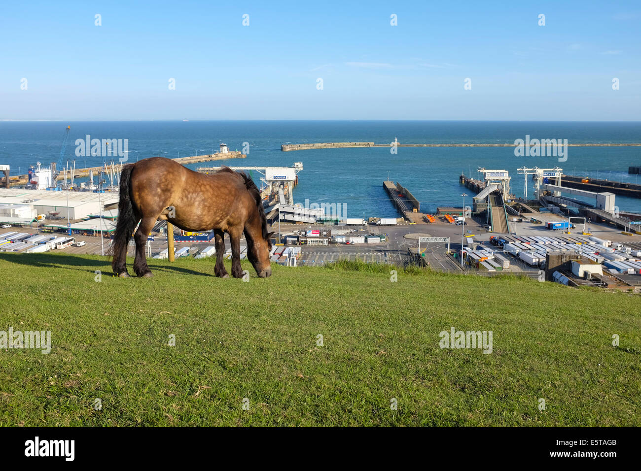 Cavallo al pascolo sulla collina sopra il porto di Dover, Regno Unito Foto Stock