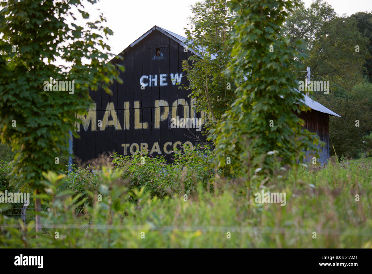 Waynesburg, Pennsylvania - un vecchio fienile dipinta con un annuncio pubblicitario per la posta di sacca di tabacco. Foto Stock