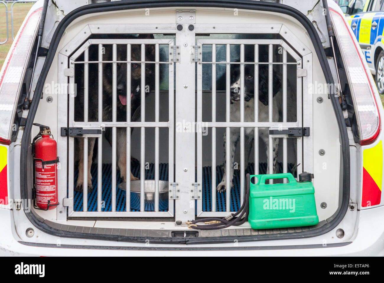 I cani di polizia nel retro di un furgone di polizia Foto Stock