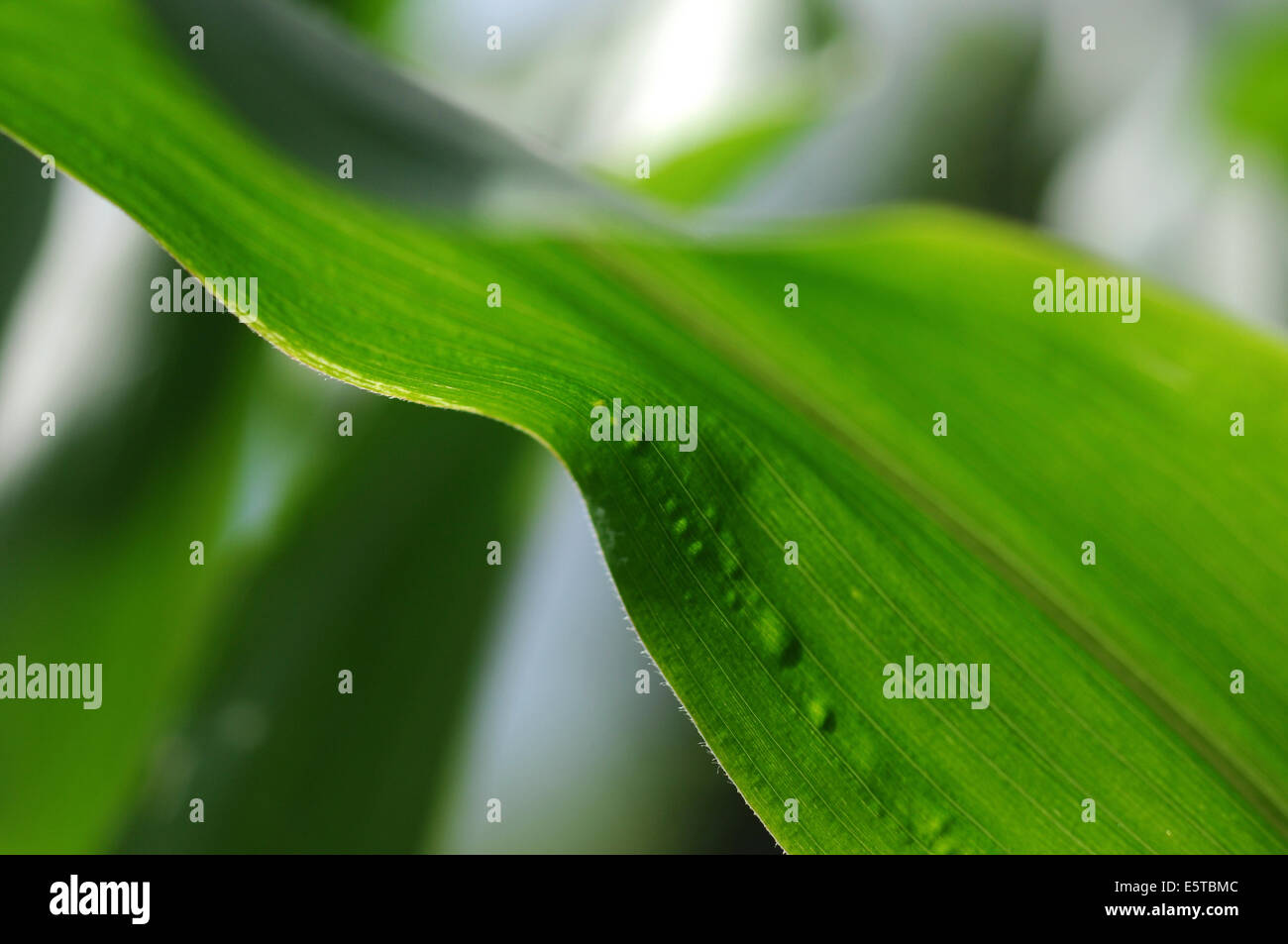 Pianta di mais foglie closeup Foto Stock